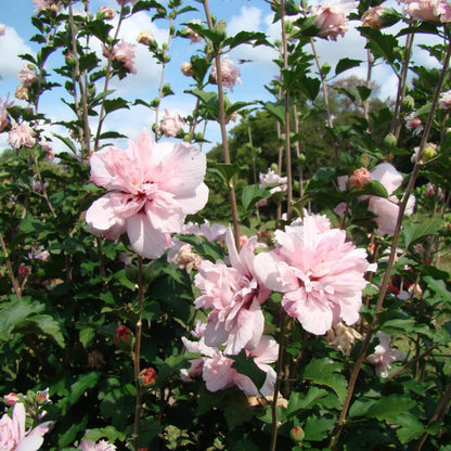 Blushing Bride Althea