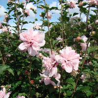 Blushing Bride Rose of Sharon flowering hedge in landscape garden