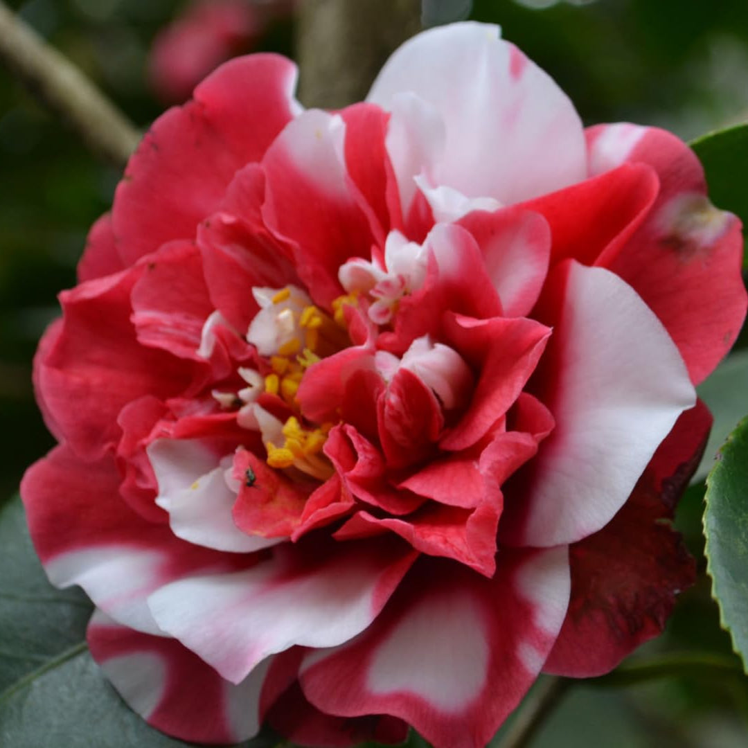 Pebble Hill Peppermint Camellia
