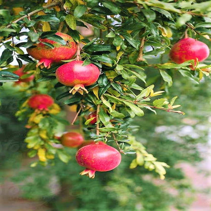 Salavatski Pomegranate fruit packaging or harvesting view