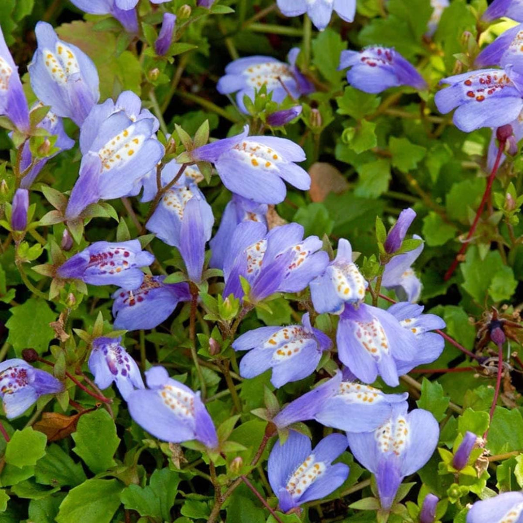 Potted Mazus reptans Blue plant for garden use