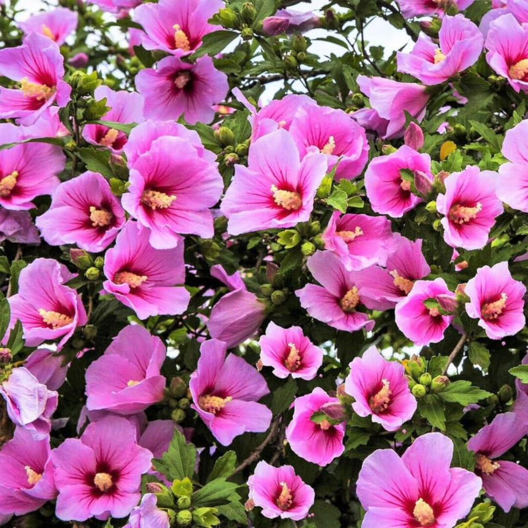 Purple Althea blooms in garden