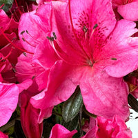 Girard's Renee Michelle  Azalea