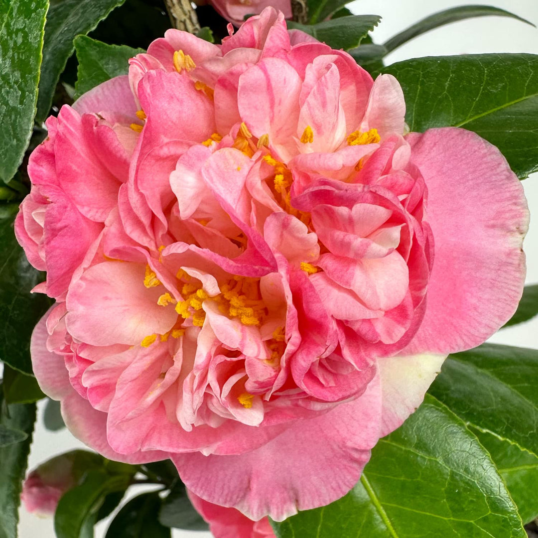 Mrs. Lyman Clarke Camellia