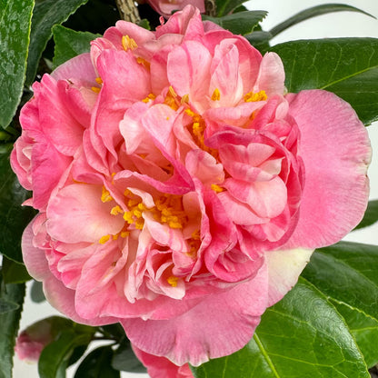 Mrs. Lyman Clarke Camellia