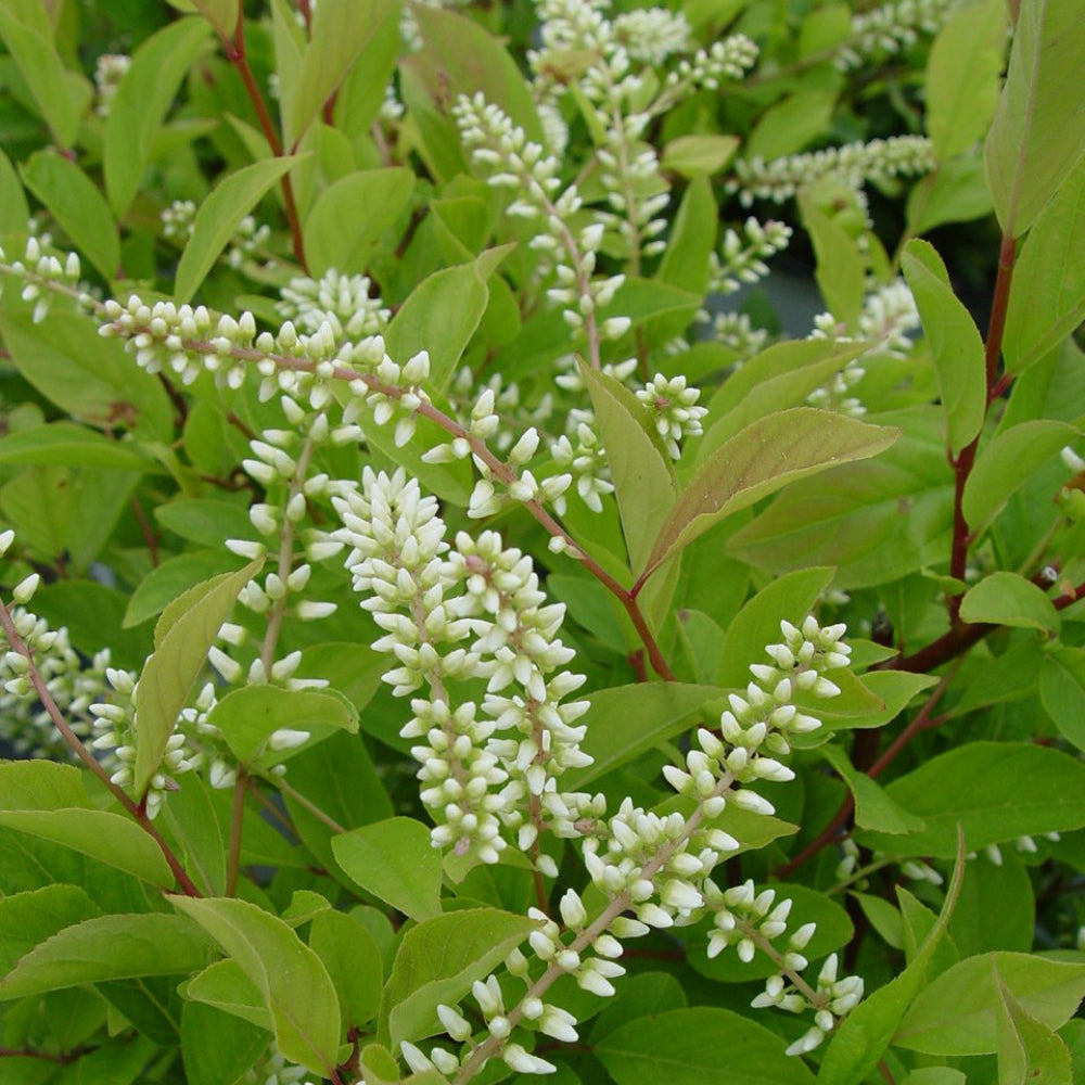 Little Henry Sweetspire Shrub