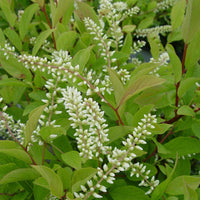 Little Henry Sweetspire Shrub