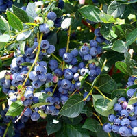 Downhome Harvest Hello Darlin Blueberry