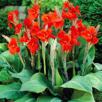 Canna 'Tenerife' Canna Lily. Yellow Blooms with Red Flecks, Medium Green Foliage