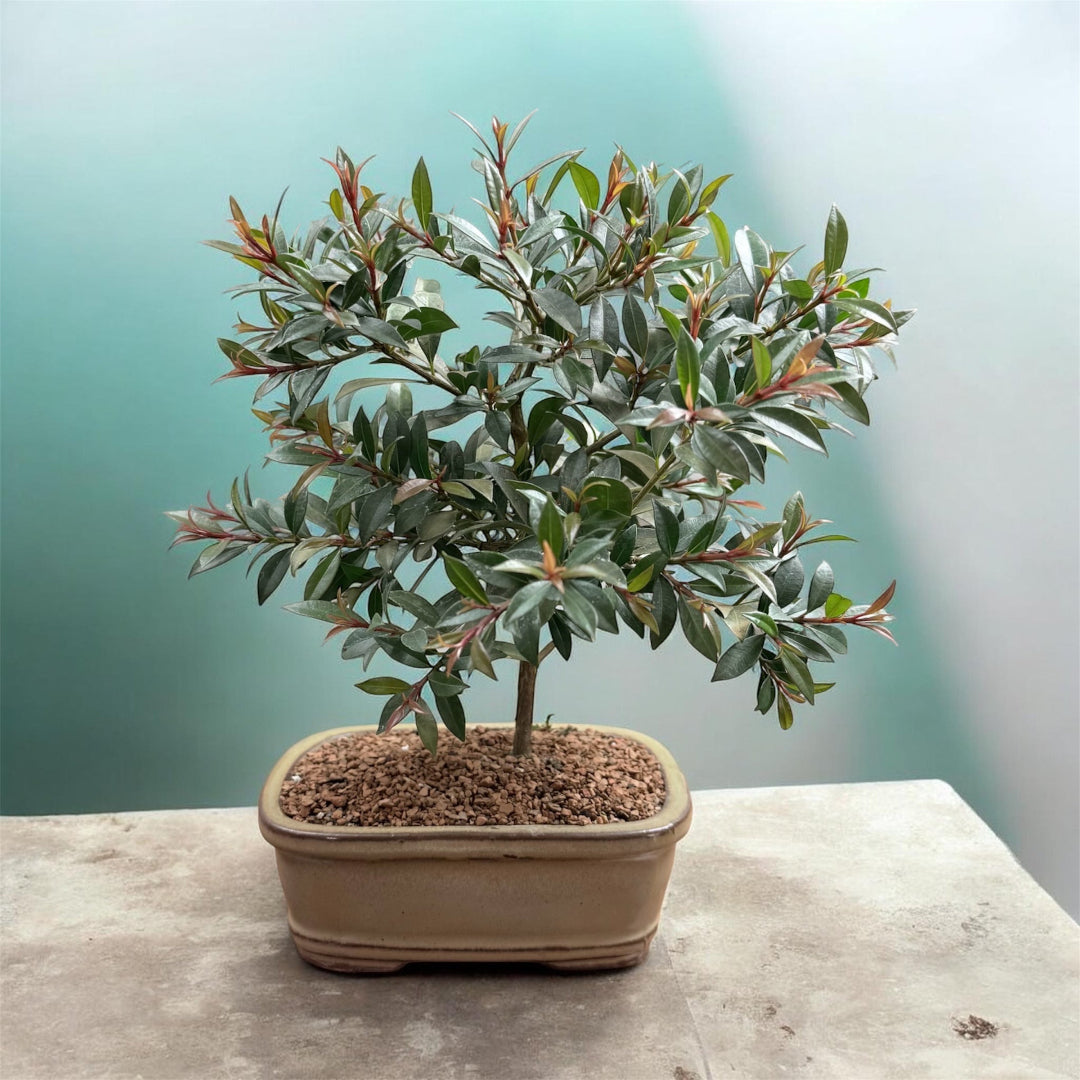 Live Brush Cherry Bonsai Tree – in Ceramic Planter