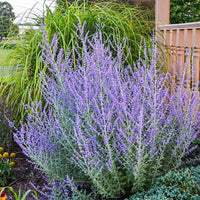 Perovskia atriplicifolia 'Blue Jean Baby' - [EG]
