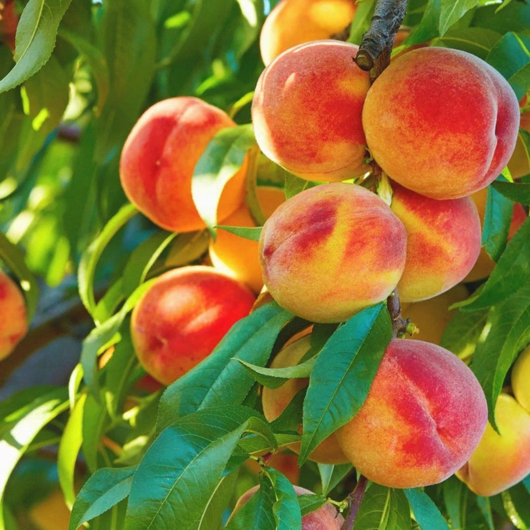 Belle of Georgia Peach Tree summer growth