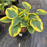 Hosta 'First Frost'