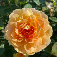 Rosa ‘Meisobuko’ Brick House® Orange Floribunda