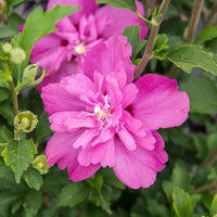 Hardy hibiscus plant with large pink blooms
