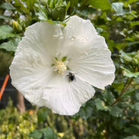 Close-up of White Rose of Sharon Althea blooms