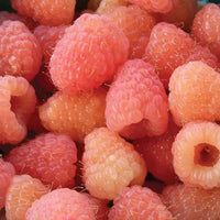 Double Gold Raspberry Plant