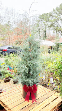 Carolina Sapphire Cypress Multipack