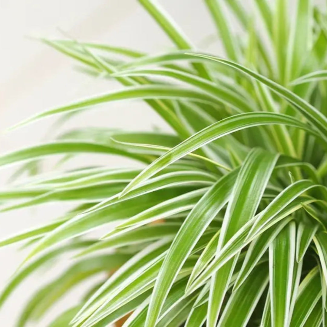 Buy Spider Plant Plants & Trees Online | Pixies Gardens