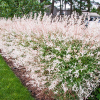 Dappled Hakuro-Nishiki Willow showcasing pastel pink and white new growth