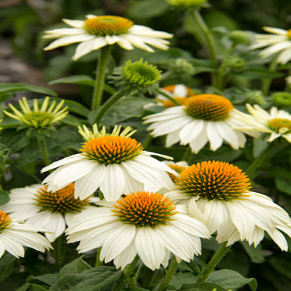 Echinacea Purpurea Pow Wow White Coneflower