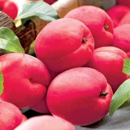 Hanska Plumcot-Hybrid cross between Plum an Apricot