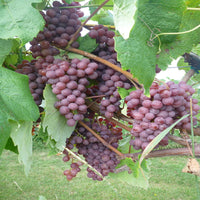 Freshly harvested Vanessa Seedless Grapes with smooth non-slip skin