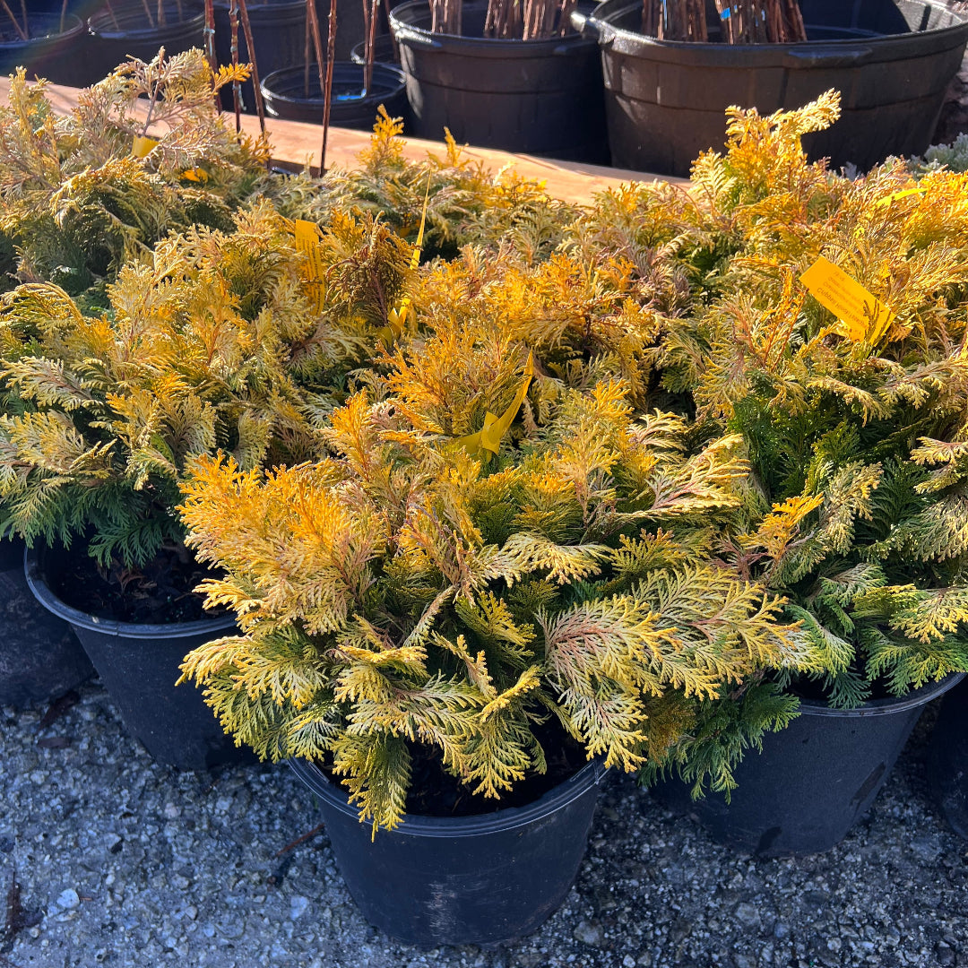 Cham Crippsii - Golden Hinoke Cypress