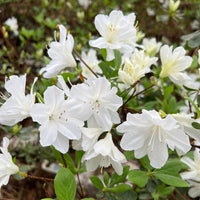 Delaware Valley White azalea flowering plant