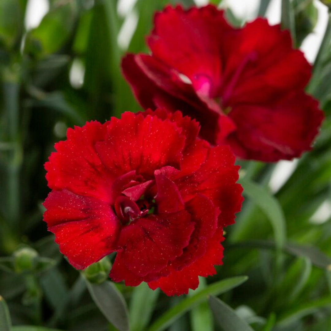 Dianthus Caryophyllus &