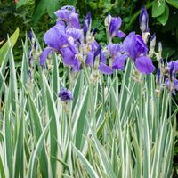 Iris Pallida Aureo Variegata Zebra Iris