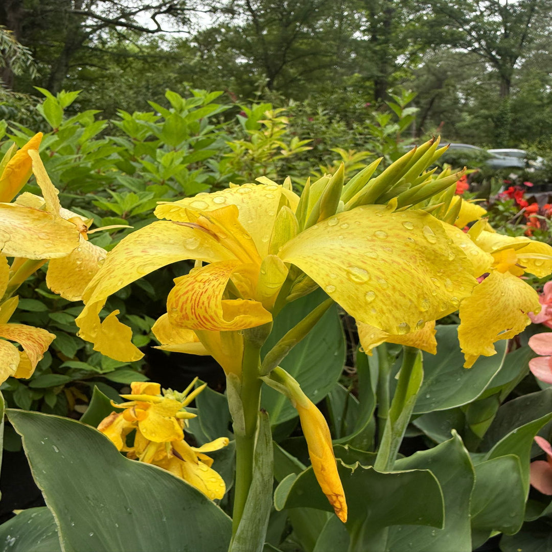 Canna Cannova Yellow Lily Shrub - [EG]