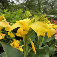 Healthy Canna Cannova Yellow Lily plant with lush green foliage