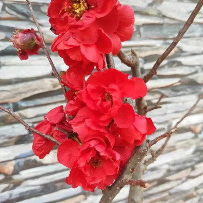 Close-up of red flowers on Scarff’s Flowering Quince plant