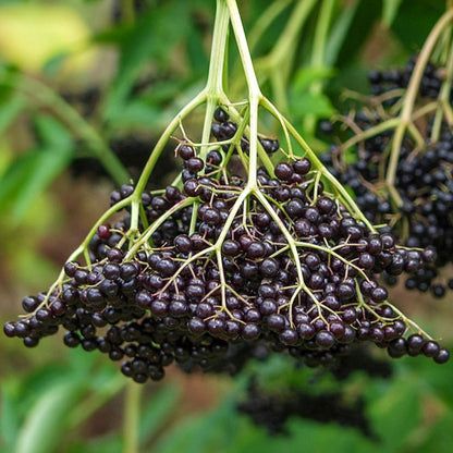 Wyldewood Ranch Elderberry