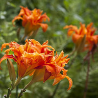 Hemerocallis Fulva Orange Daylily Multipack