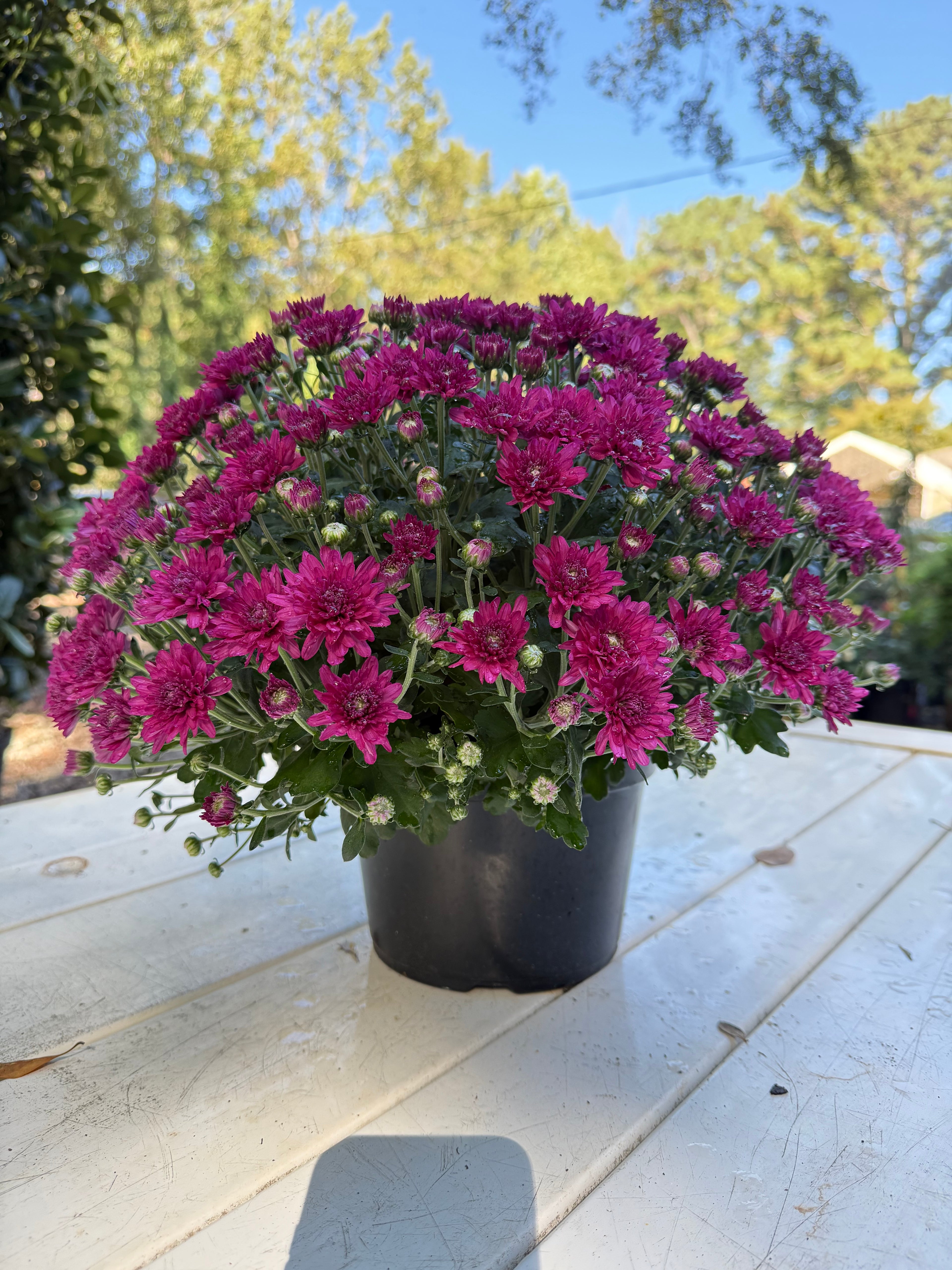 Wanda Purple Mum – Hardy Fall Chrysanthemum | Vibrant Purple Garden Blooms for Pots &amp; Landscapes