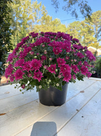 Wanda Purple Mum – Hardy Fall Chrysanthemum | Vibrant Purple Garden Blooms for Pots & Landscapes