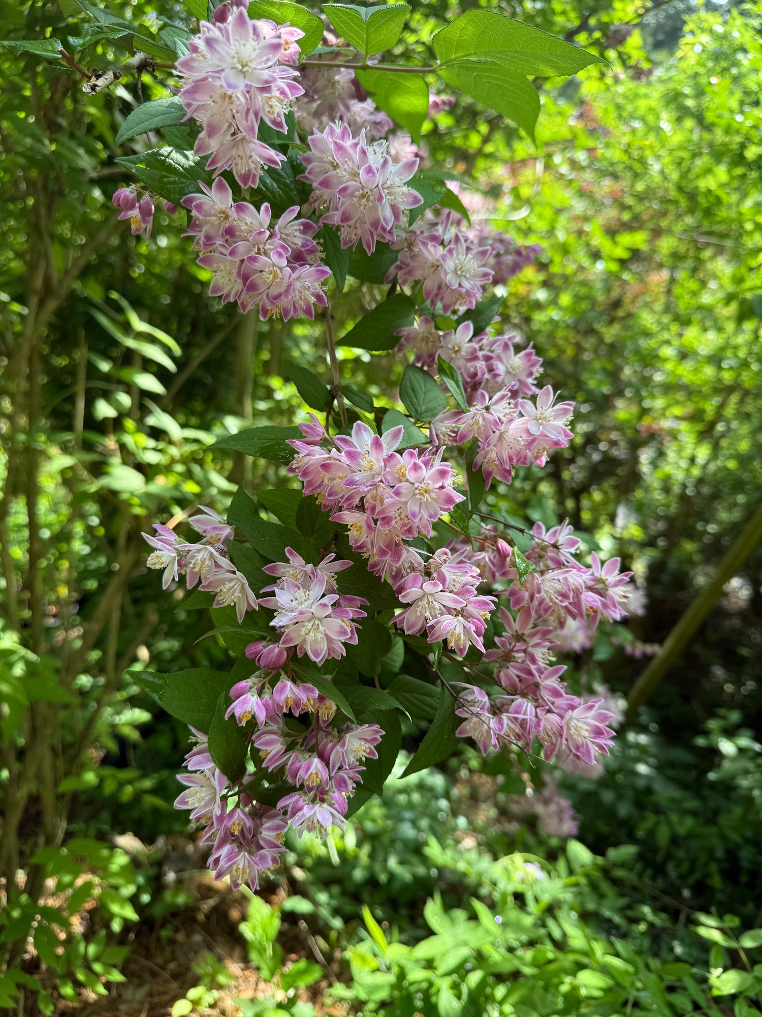 Pink Magicien Deutzia