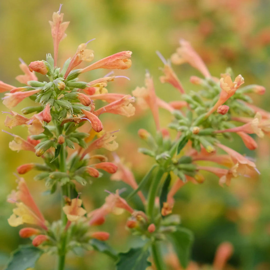 Agastache Poquito Series &