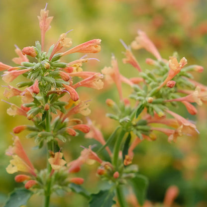 Agastache Poquito Series &