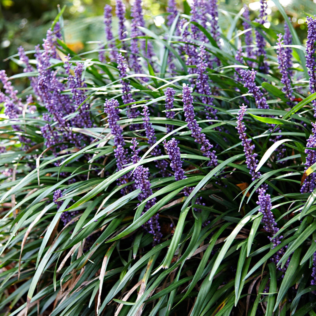 Liriope Muscari &