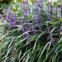 Hardy Liriope muscari Classic Blue perennial