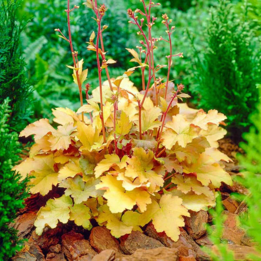 Heuchera &