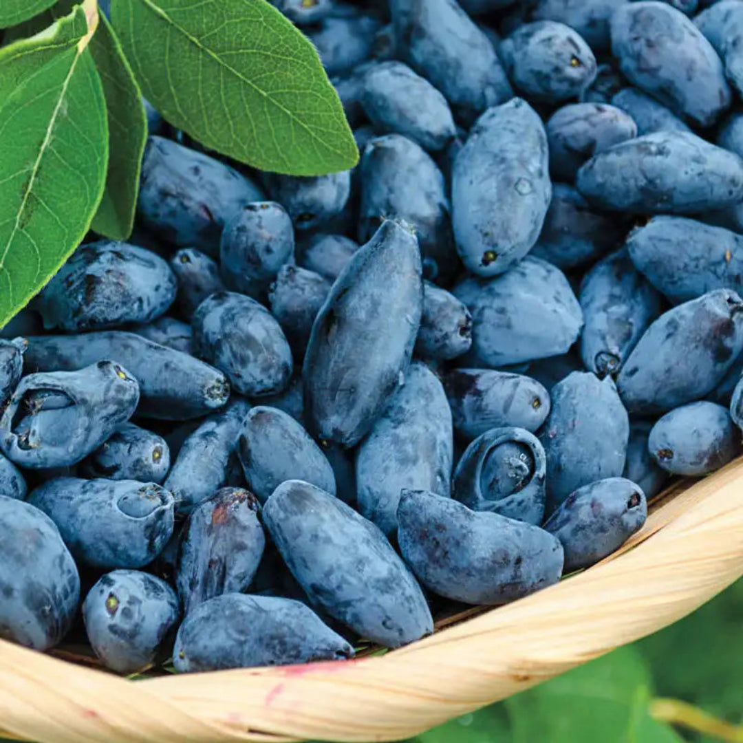 Berry Blue Honeyberry Bush