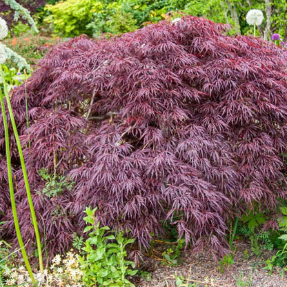 Japanese Maple Laceleaf Red