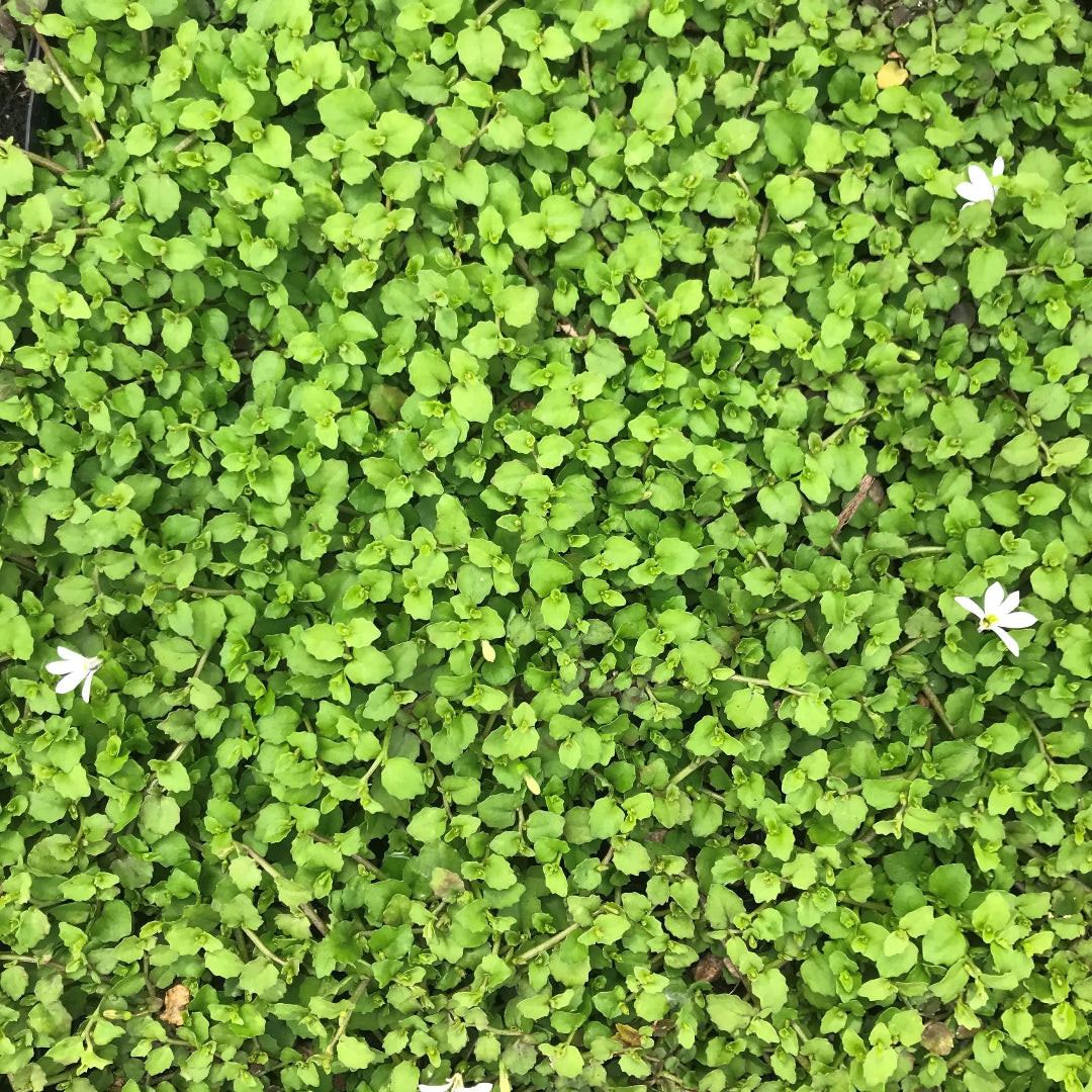 Pratia Angulata White Star Creeper 10 Count Flat of 4.5" Pots