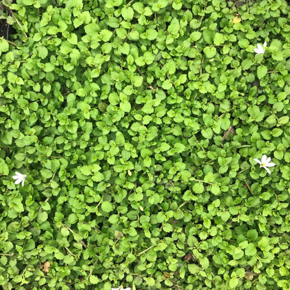 Pratia Angulata White Star Creeper 10 Count Flat of 4.5" Pots