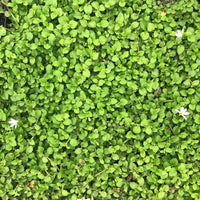 Pratia Angulata White Star Creeper 10 Count Flat of 4.5" Pots