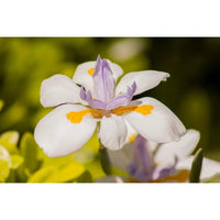 African Iris ( Yellow Flag )